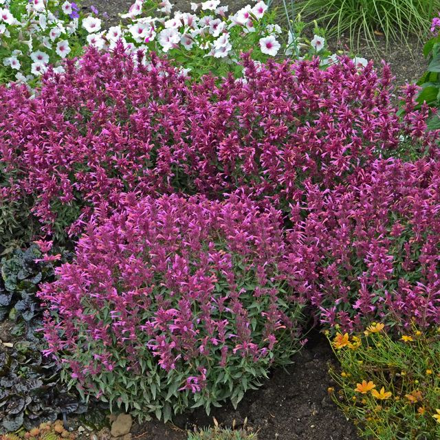 Rosie Posie Hummingbird Mint - Nolt's Garden Center